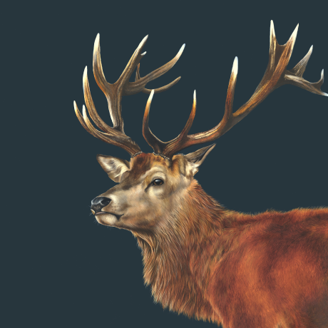 Look-and-Listen_Rachel-Stubbs-Art